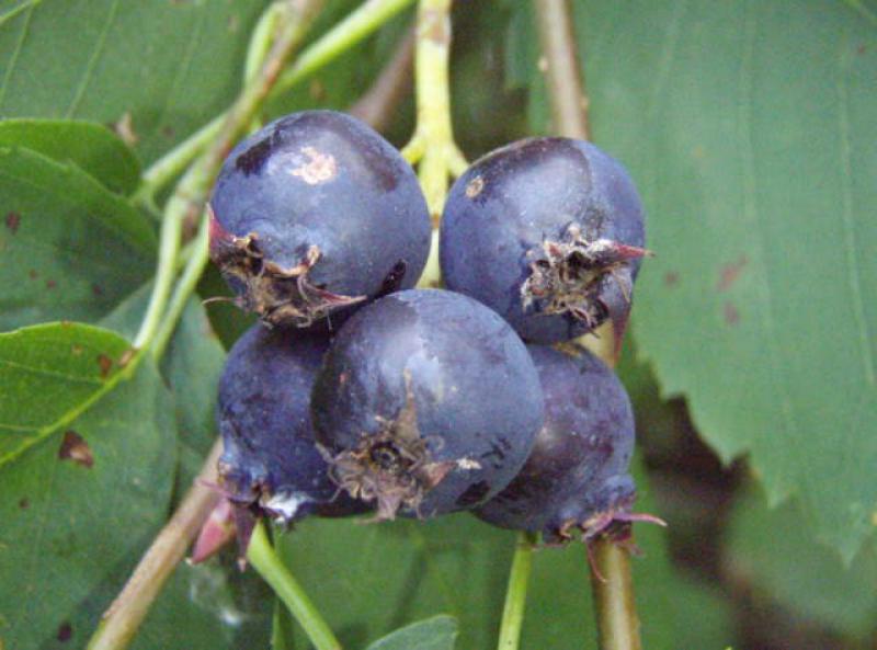 Leckere blau-violette Beeren der Saskatoon-Beere, Saskatoon