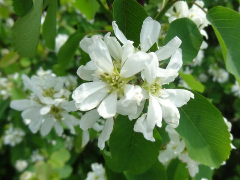 Tolle weiße Blüten der Amelanchier alnifolia