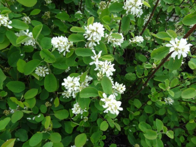 Weiße Blüten der Saskatoon-Beere (Amelanchier alnifolia)
