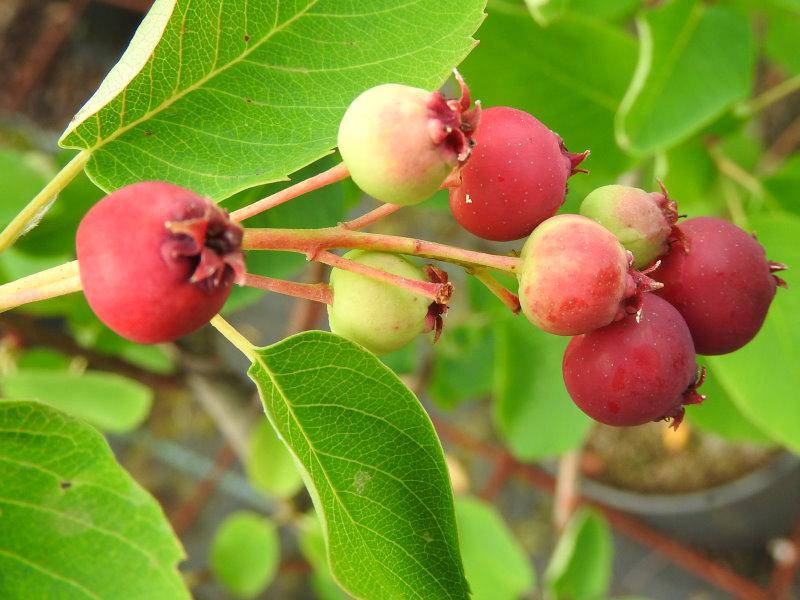 Die leckeren gesunden Beeren der Saskatoon-Beere (Amelanchier alnifolia) kurz vor der Reife