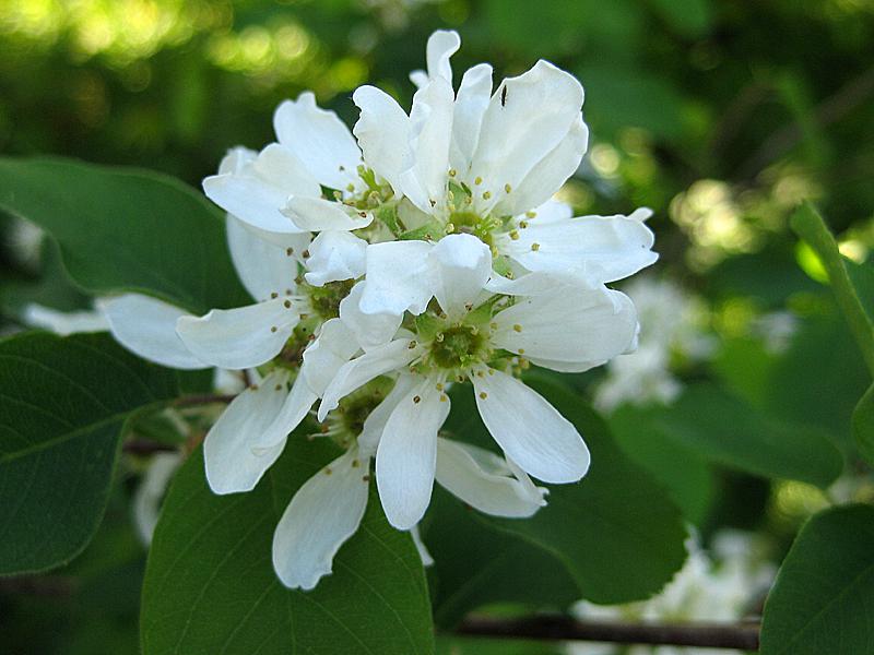 Nahaufnahme der weißen Blüten der Saskatoon-Beere