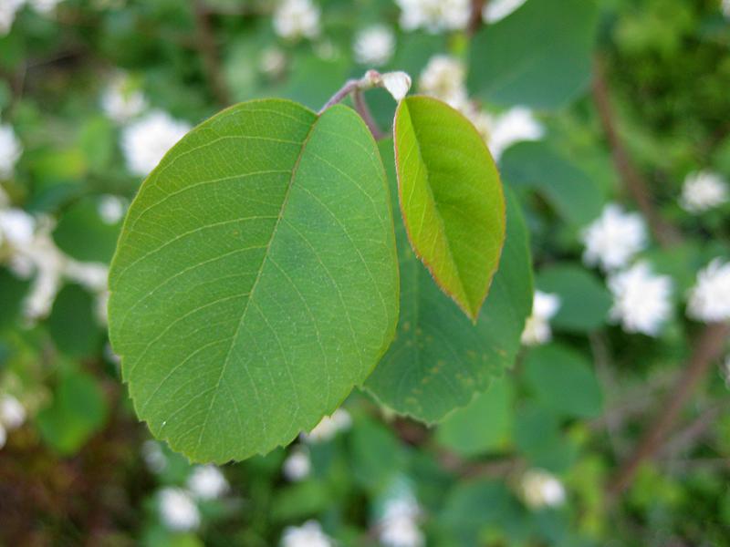 Junges Blatt der Saskatoon-Beere