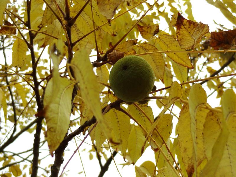 Schwarznuss - Reife Frucht im gelben Herbstlaub