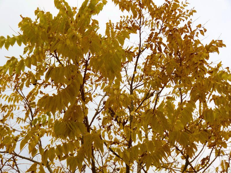 Gelbes Herbstlaub der Juglans nigra