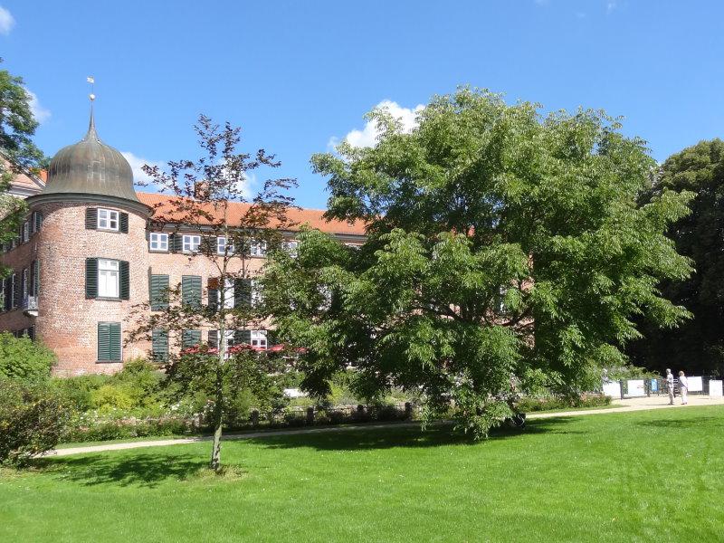 Die Schwarznuss als großer Parkbaum