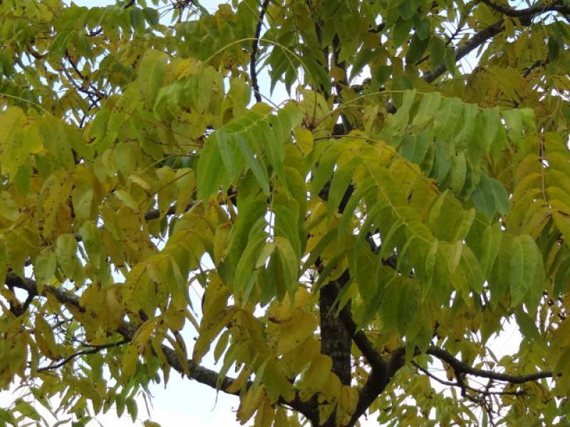 Beginnende Herbstfärbung der Schwarznuss