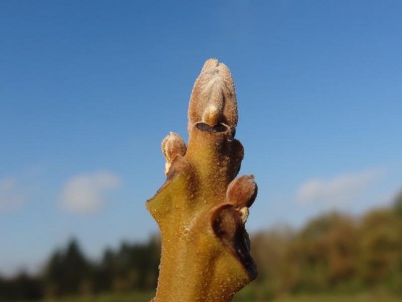 Juglans nigra: Typische Winterknospe