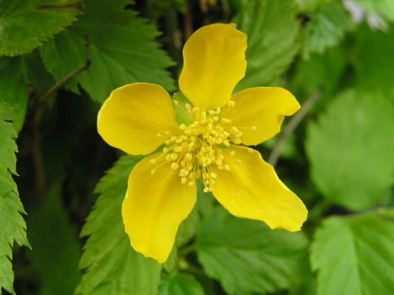 Ranunkelstrauch - gelbe Blüte