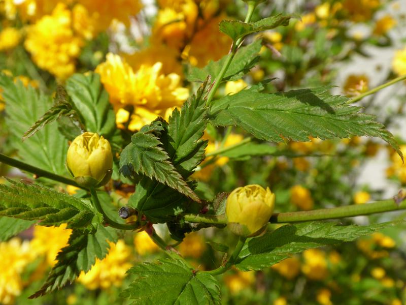 Knospen des gefülltblühenden Ranunkelstrauchs