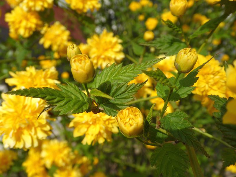 Beginnende Blüte des Gefülltblühenden Ranunkelstrauchs