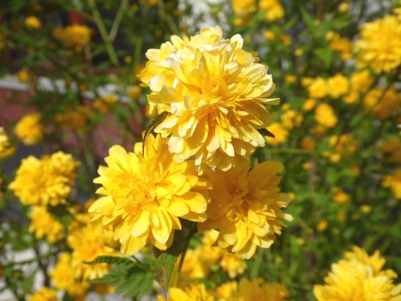 Kerria japonica Pleniflora blüht überreich.