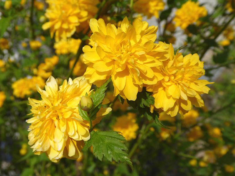 Gelbe Blüten des Gefülltblühenden Ranunkelstrauchs