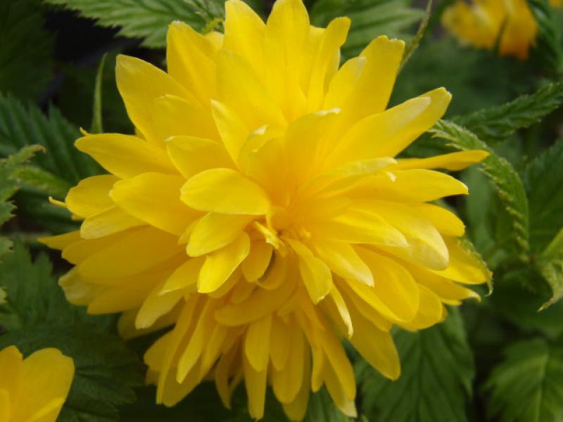 Die gefüllte gelbe Blüte von Kerria japonica Pleniflora