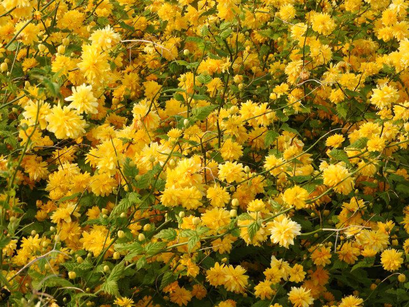 Reiche Blüte des gefülltblühenden Ranunkelstrauchs