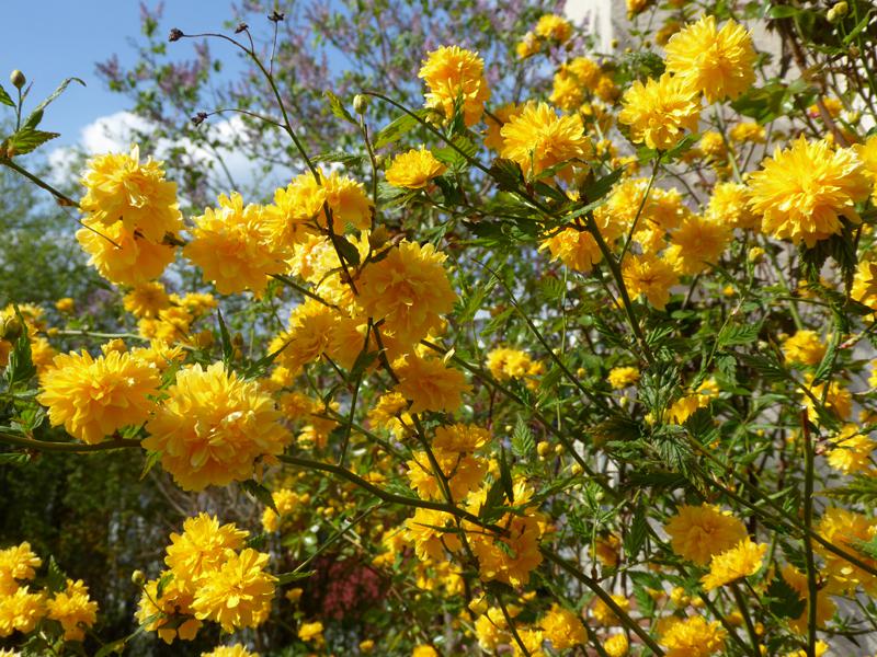 Leuchtend gelbe Blüten des Kerria japonica Pleniflora