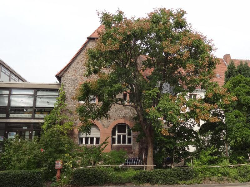 Ein ausgewachsenes Exemplar einer Koelreuteria paniculata (Lampionbaum)