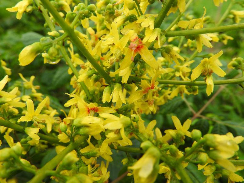 Koelreuteria paniculata blüht im Juli und August.