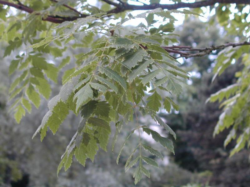 Koelreuteria paniculata - gefiedertes Laub