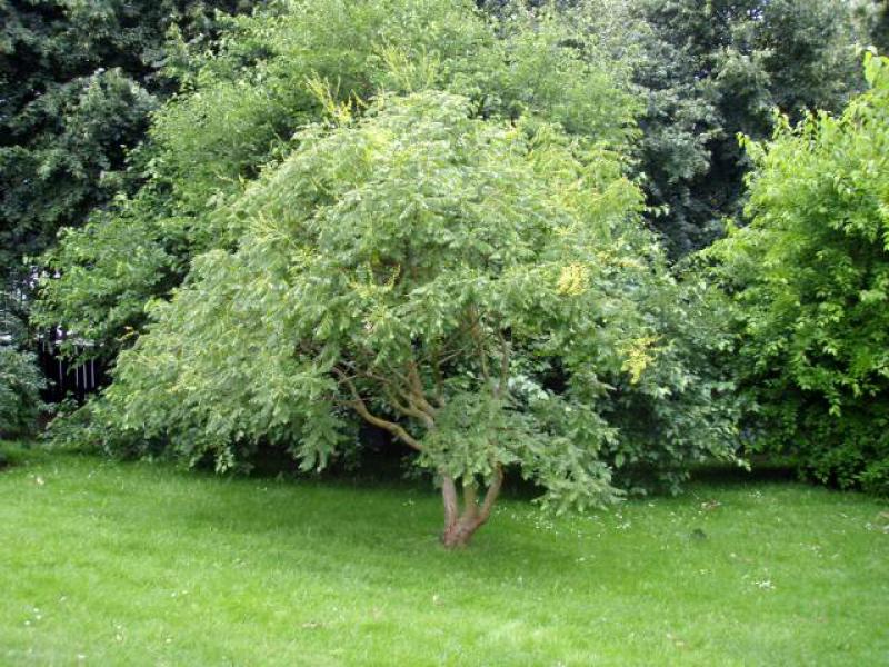 Blasenbaum - Wuchsform