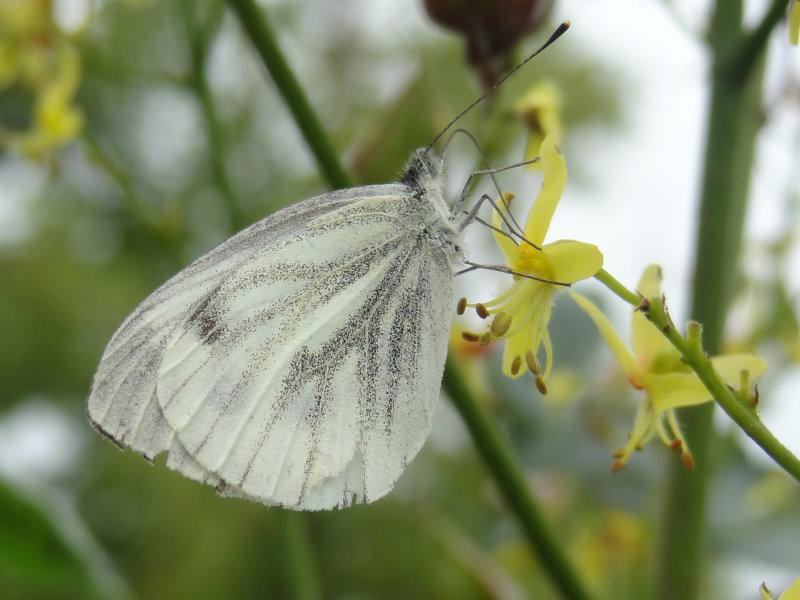 Auch interessant für Insekten: Die Blüte von Koelreuteria paniculata