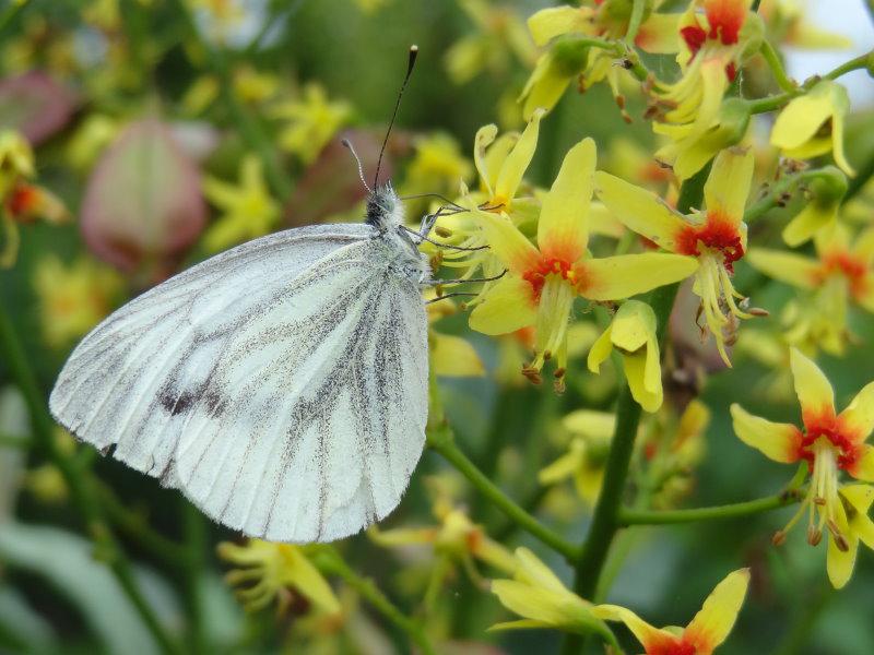 Gelbe Blüte von Koelreuteria paniculata - beliebt bei Schmetterlingen