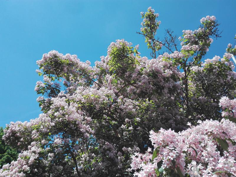 Üppige rosa Blüte - Kolkwitzie