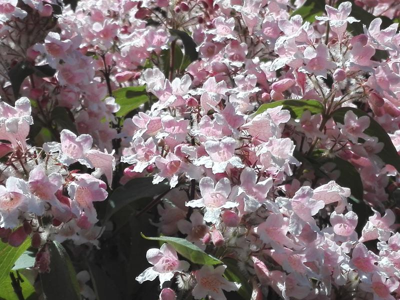Die Kolwitzie blüht im Mai mit zahlreichen rosa Blüten.