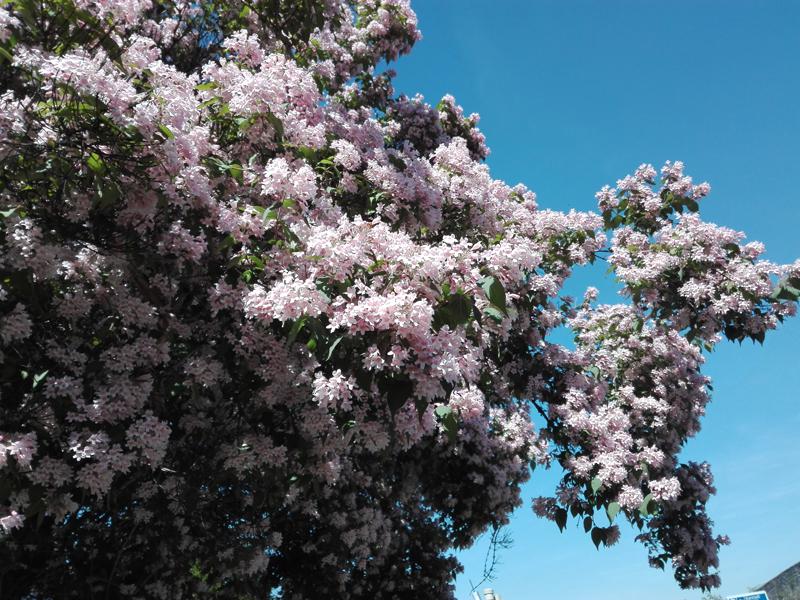 Der Perlmuttstrauch: ein rosa Blütenmeer