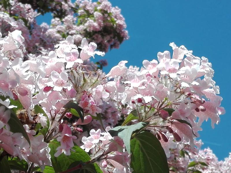 Die Blüten der Kolwirtzie sind zartrosa.