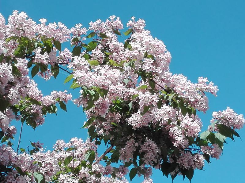 Die rosa Blüten der Kolkwitzie sind auch bei Hummeln und Bienen beliebt.