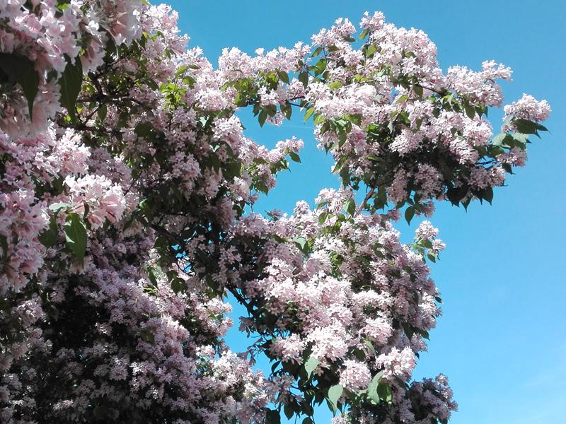 Zahlreiche rosa Blüten: die Kolkwitzie