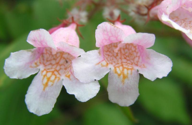 Nahaufnahme der rosa Blüten des Perlmuttstrauchs (Kolkwitzia amabilis)