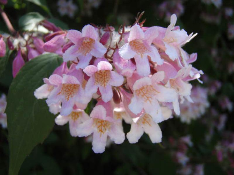Schöne rosa Blüten des Perlmuttstrauchs (Kolkwitzia amabilis)