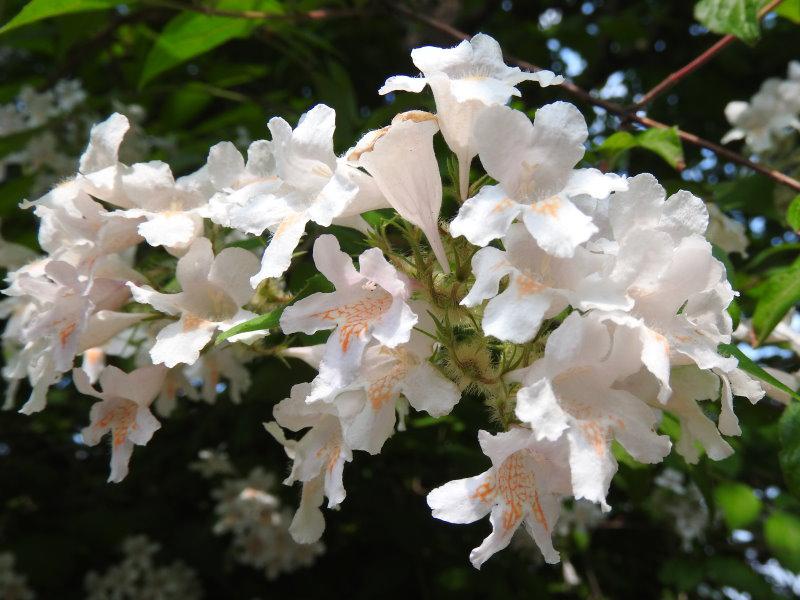 Perlmuttstrauch (Kolkwitzia amabilis) - hellrosa Blüten mit gelber Zeichnung