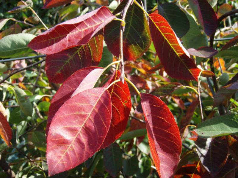 Tolles Herbstlaub bei Amelanchier laevis