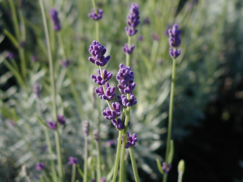 Lavandula angustifolia Hidcote blüht lila