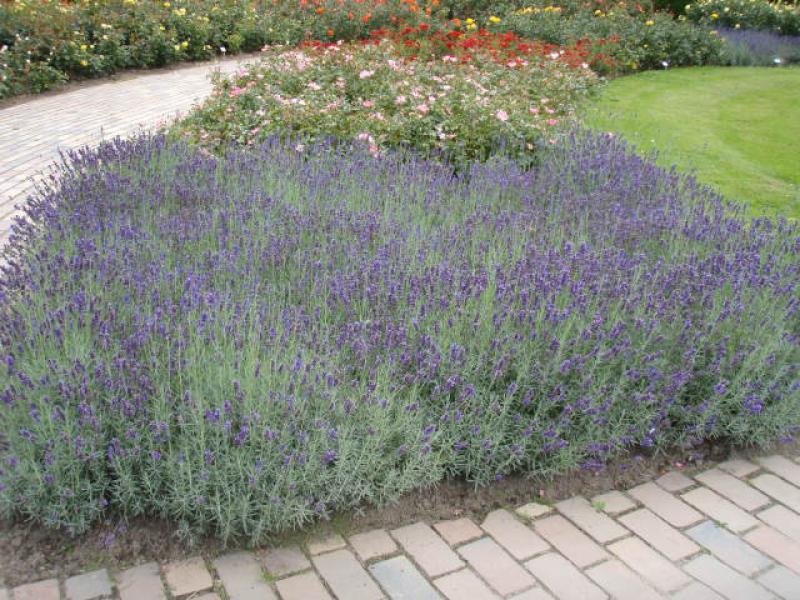 Lavendel Hidcote als Gestaltungselement im Park