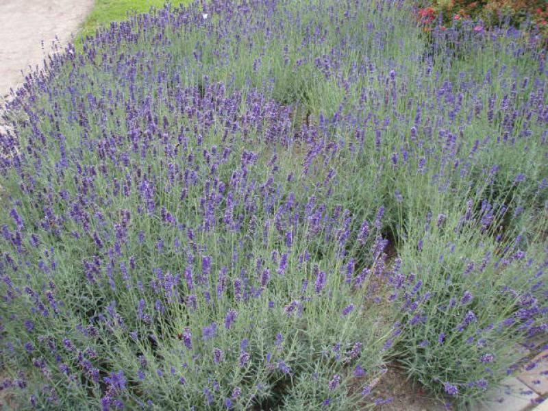 Lavandula angustifolia Hidcote - die Blüte ist auch bei Bienen und Co. beliebt.