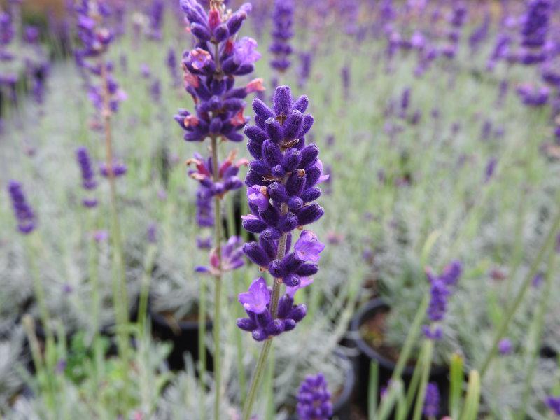 Duftende, lila Blüte des Lavandula angustifolia Hidcote