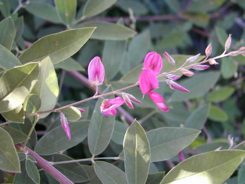 Lespedeza thunbergii - rosa Blüten