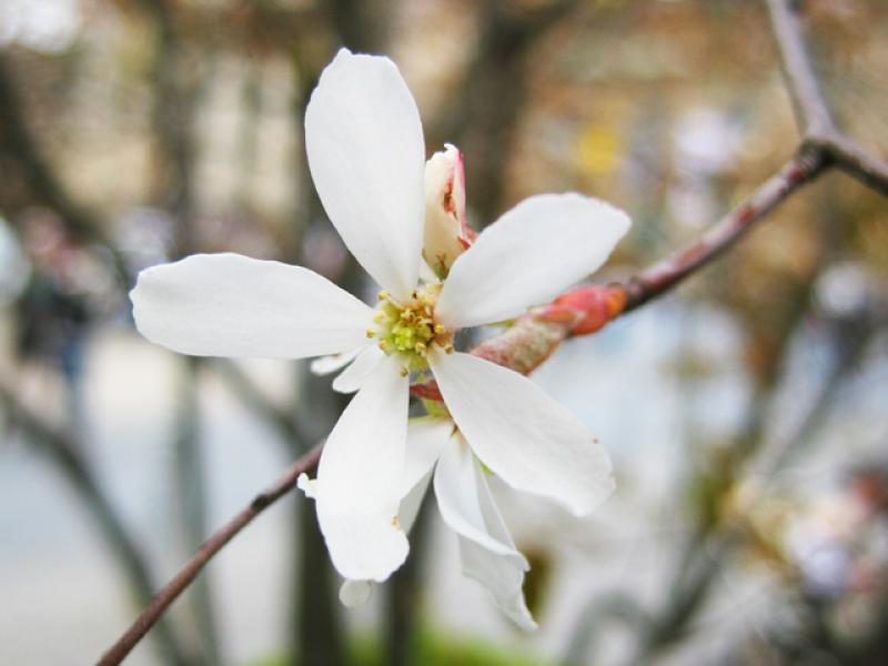 Kupferfelsenbirne, Amelanchier lamarckii - Nahaufnahme der weißen Blüte