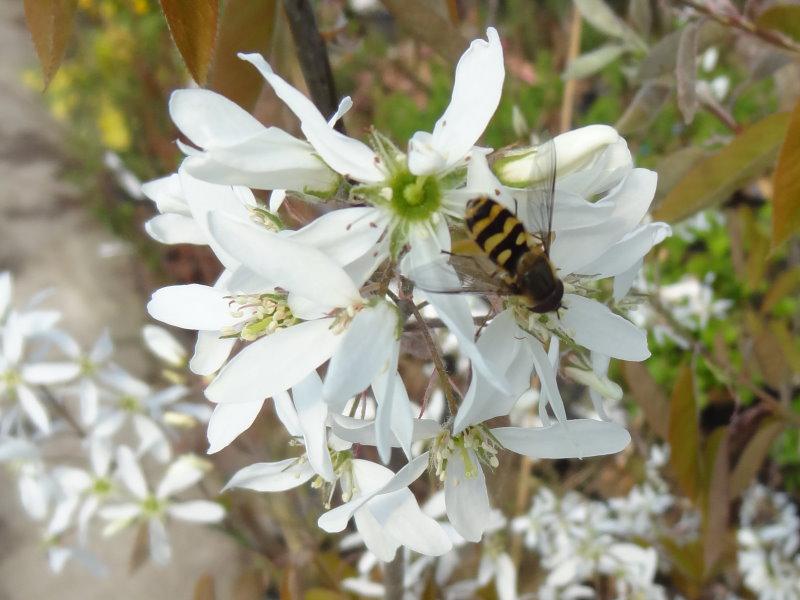 Schwebfliege auf den Blüten der Kupferfelsenbirne