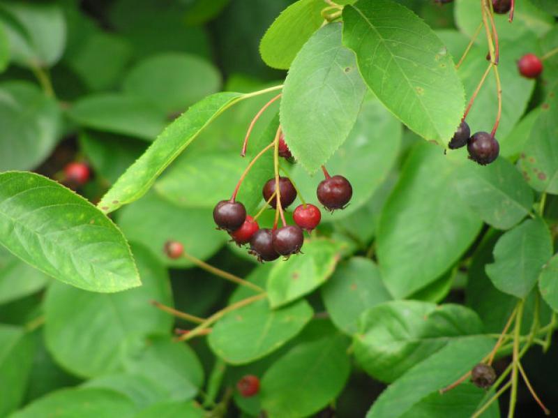 Die Kupfer-Felsenbirne trägt essbare Früchte.