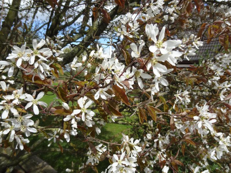 Reiche weiße Blüte im Frühjahr - die Kupferfelsenbirne