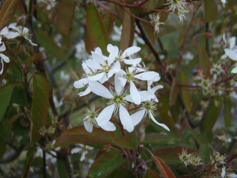 Die weißen Blüten der Kupfer-Felsenbirne
