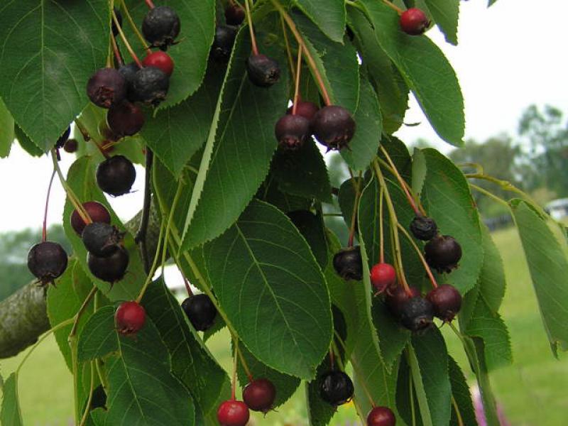 Reife Früchte an der Kanadischen Felsenbirne (Anfang Juli)