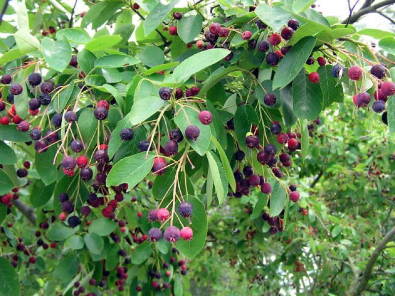 Reicher Fruchtbehang bei Amelanchier lamarckii