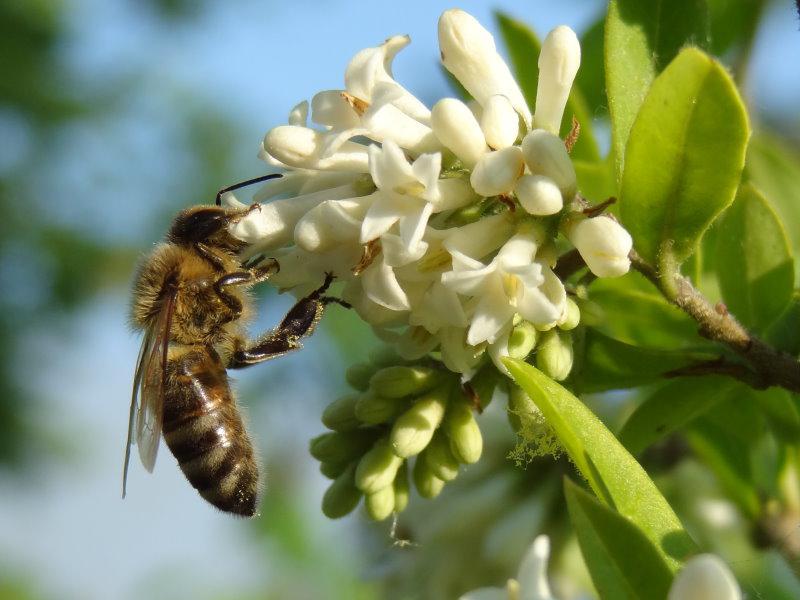 Biene bei der Nahrungsaufnahme auf Ligustrum obtusifolium regelianum