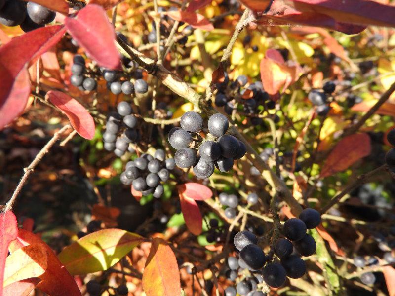 Schwarze Früchte des Ligustrum obtusifolium regelianum sowie rotes Herbstlaub