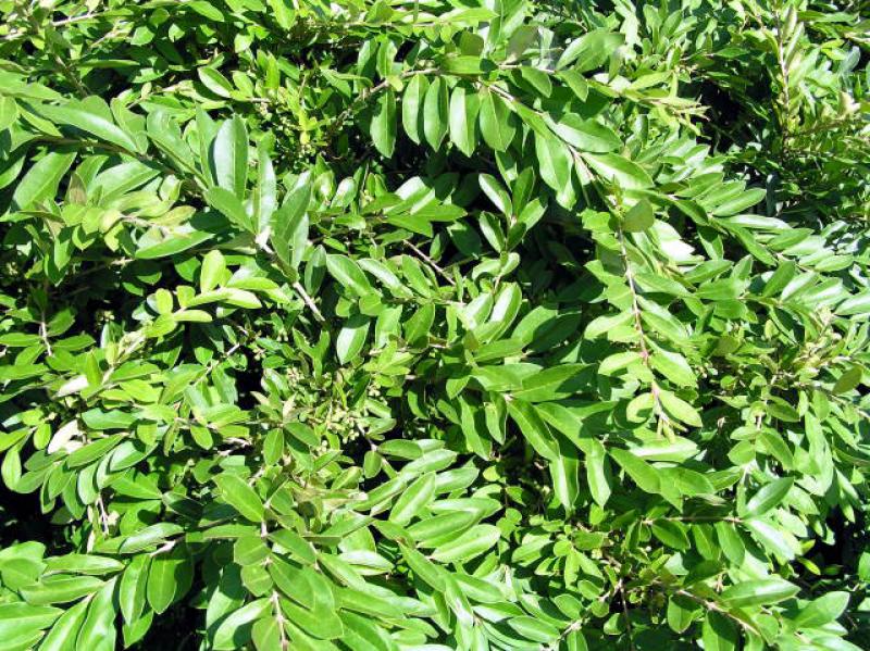 Ligustrum obtusifolium regelianum ist sehr schön als Flächendecker einzusetzen